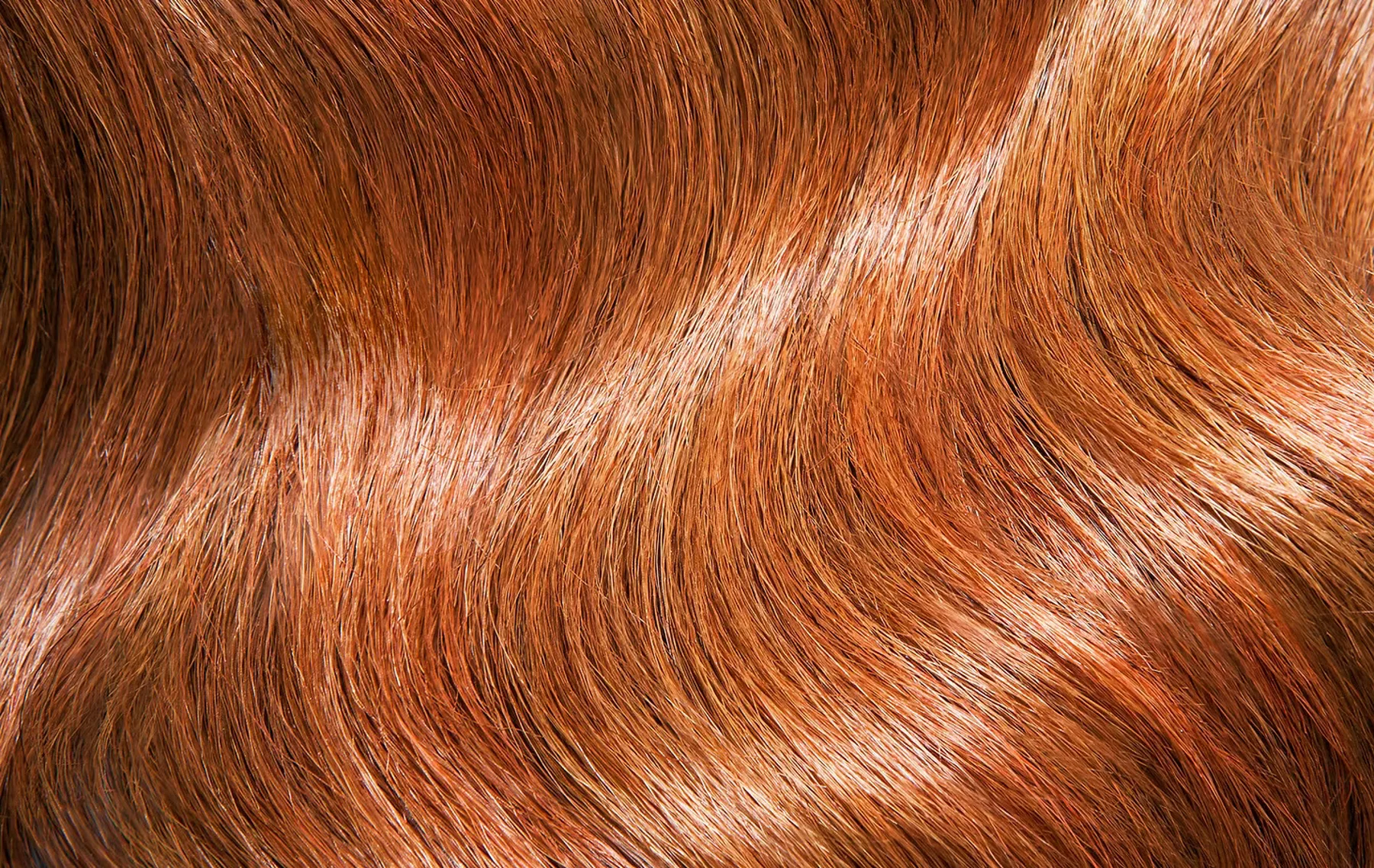Long, glossy copper hair coloured and extended at Rosewood in Woonona